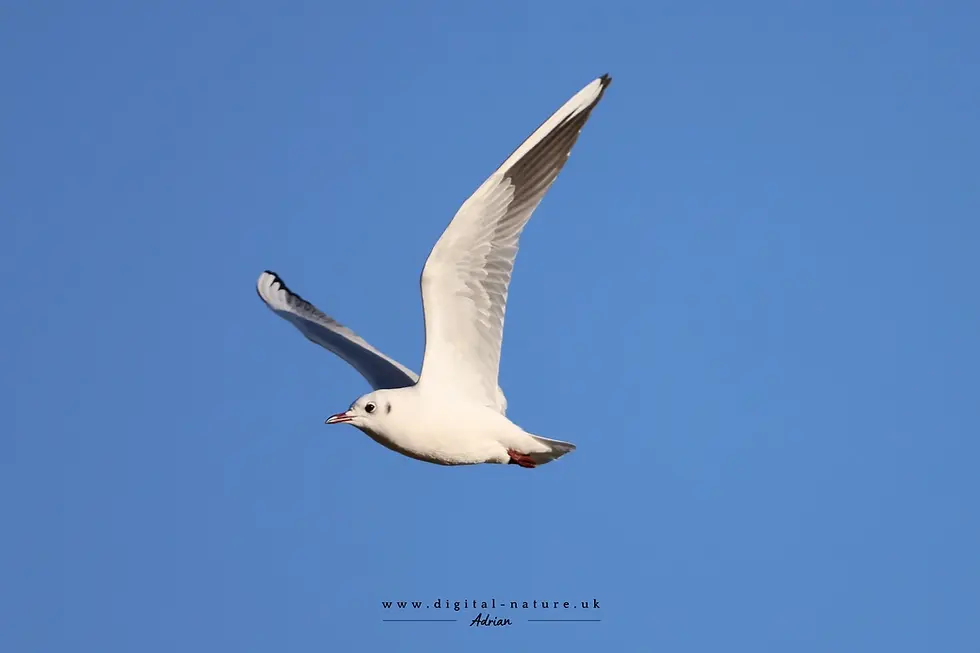 A seagull with white and gray wings soars against a clear blue sky. The mood is serene.
