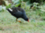 An inquisitive moorhen investigating somegrassland.