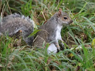 A squirrel with a bushy tail sits alertly on grass, surrounded by green foliage. The mood is calm and natural.