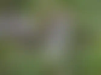 A squirrel with a bushy tail sits alertly on grass, surrounded by green foliage. The mood is calm and natural.