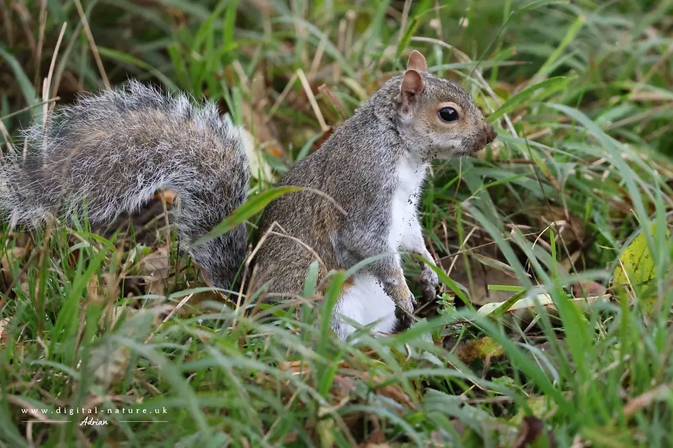 A squirrel with a bushy tail sits alertly on grass, surrounded by green foliage. The mood is calm and natural.