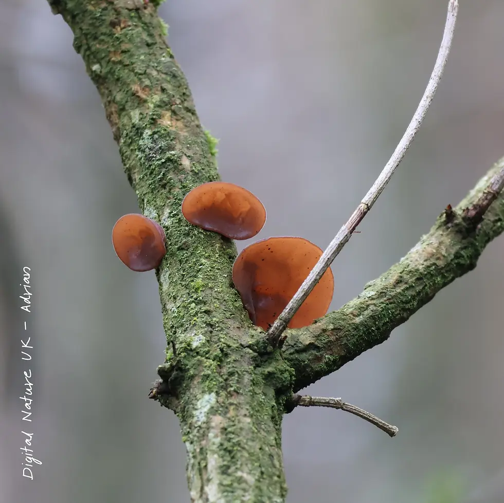 Orange fungi grow on a mossy tree branch. The background is blurred gray.
