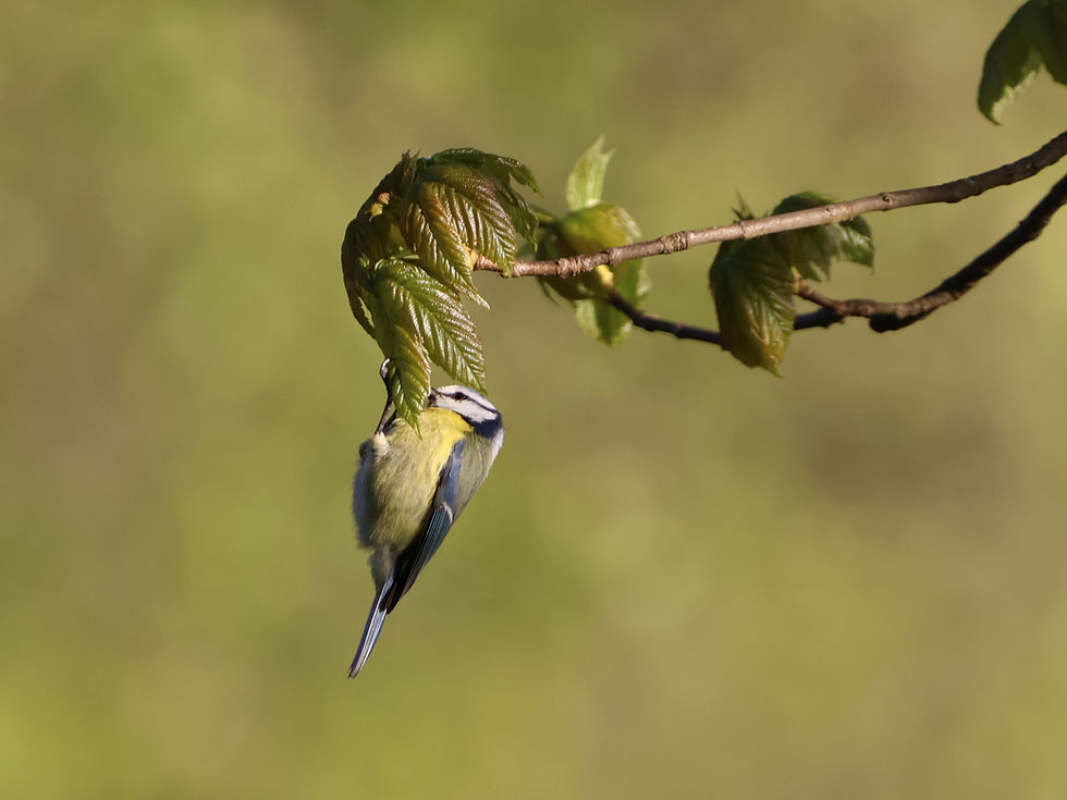 A great tit perches on a branch with green leaves against a blurred green background, conveying a peaceful mood.
