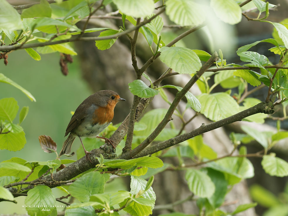 Small robin perched on a leafy branch, orange chest and brown back, in a soft green woodland scene.