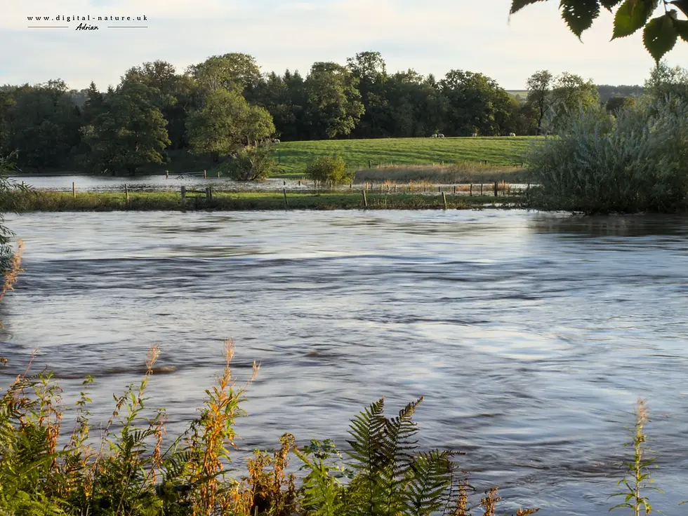 River flows through a lush landscape with green fields and trees in the background. The sky is clear, creating a serene atmosphere.