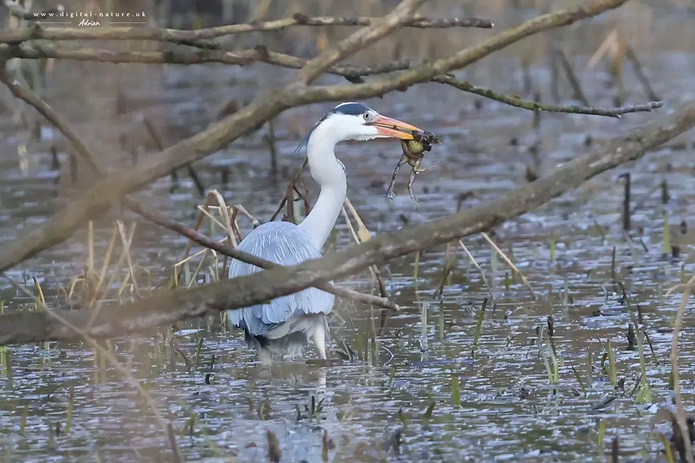 A heron stands in a wetland with a frog in its beak. Surrounding branches and water create a natural setting, conveying a tranquil mood.