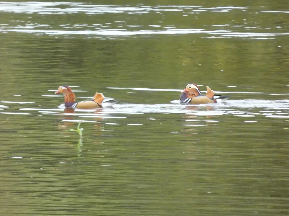 Two colorful mandarin ducks swimming on a calm lake with green reflections, creating a serene and peaceful scene.