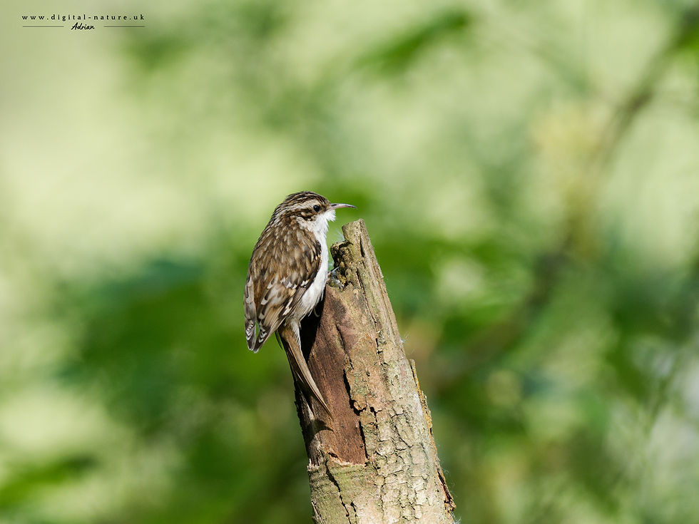 Small brown-and-white bird perched on a weathered stump against a blurred green background.