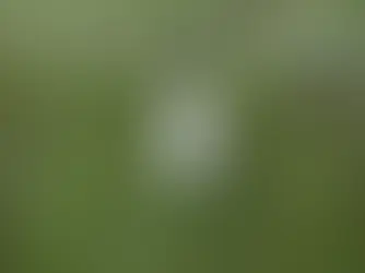 Discarded alcohol bottle dumped in pond