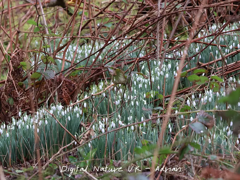 Snowdrops bloom amid tangled brown branches and green foliage in a woodland setting. The mood is serene.
