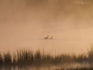 Two geese swim on a misty lake at sunrise. The warm golden light creates a serene atmosphere with silhouetted grass in the foreground.