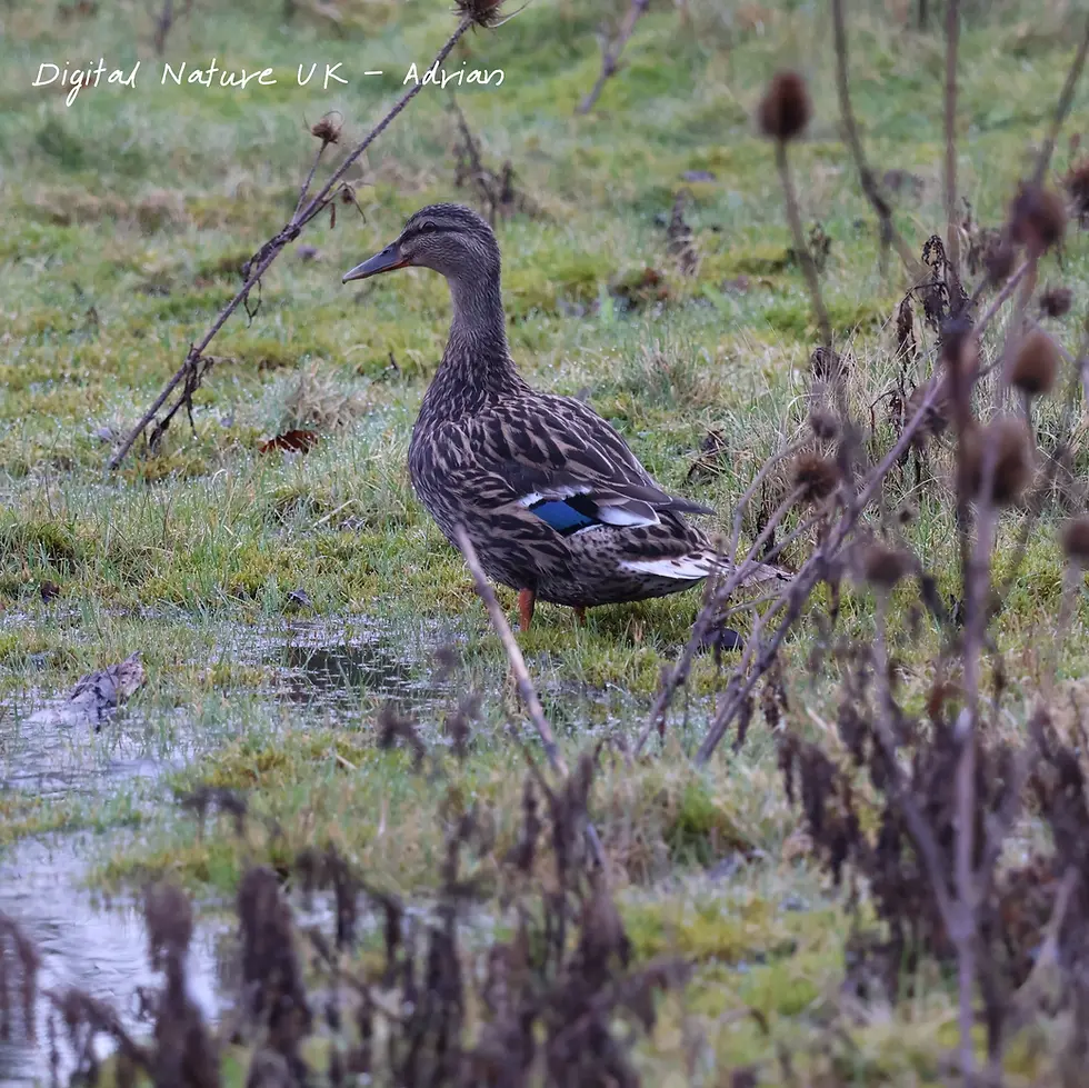 Duck standing in a grassy pond, with its reflection visible in the water. Calm, natural setting.