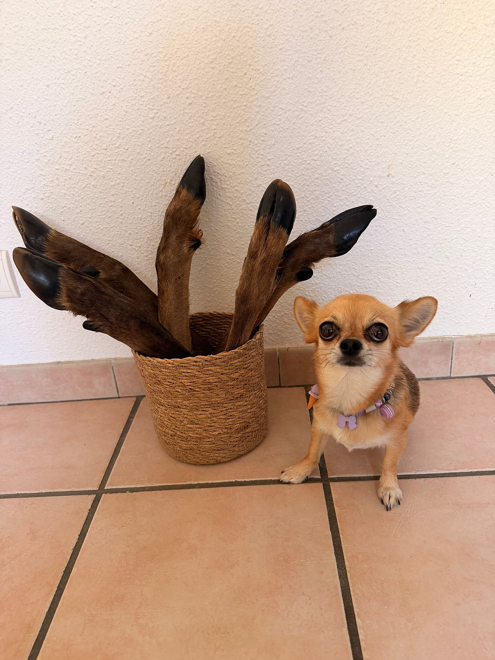 Miniature : Patte de Cerf avec poils.