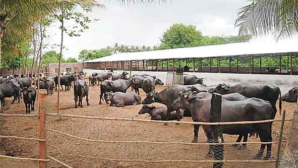 The Buffalo Billion