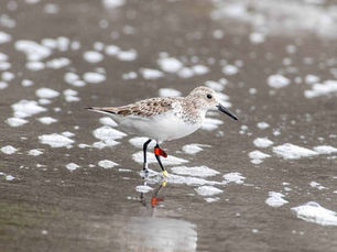 Birder Cop finds an Australian tagged bird