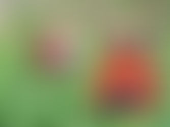 A Bitter Harvest: Poverty and Promise in Assam’s Tea Gardens