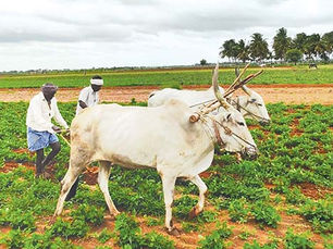 Hedging Desk: A New Era in Indian Agricultural Marketing