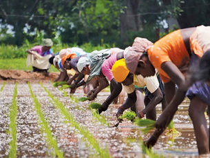 Farming on Borrowed Health