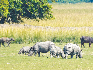 Challenges in rhino conservation – climate change, poaching, site diversity