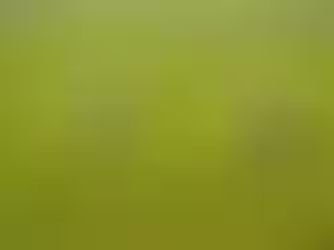 From Subsidies to Systems