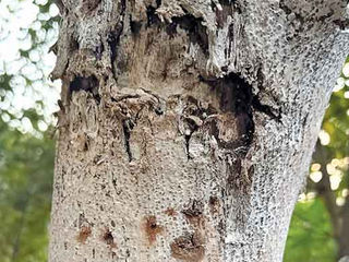 Greens seek PM’s help over Belapur tree attack