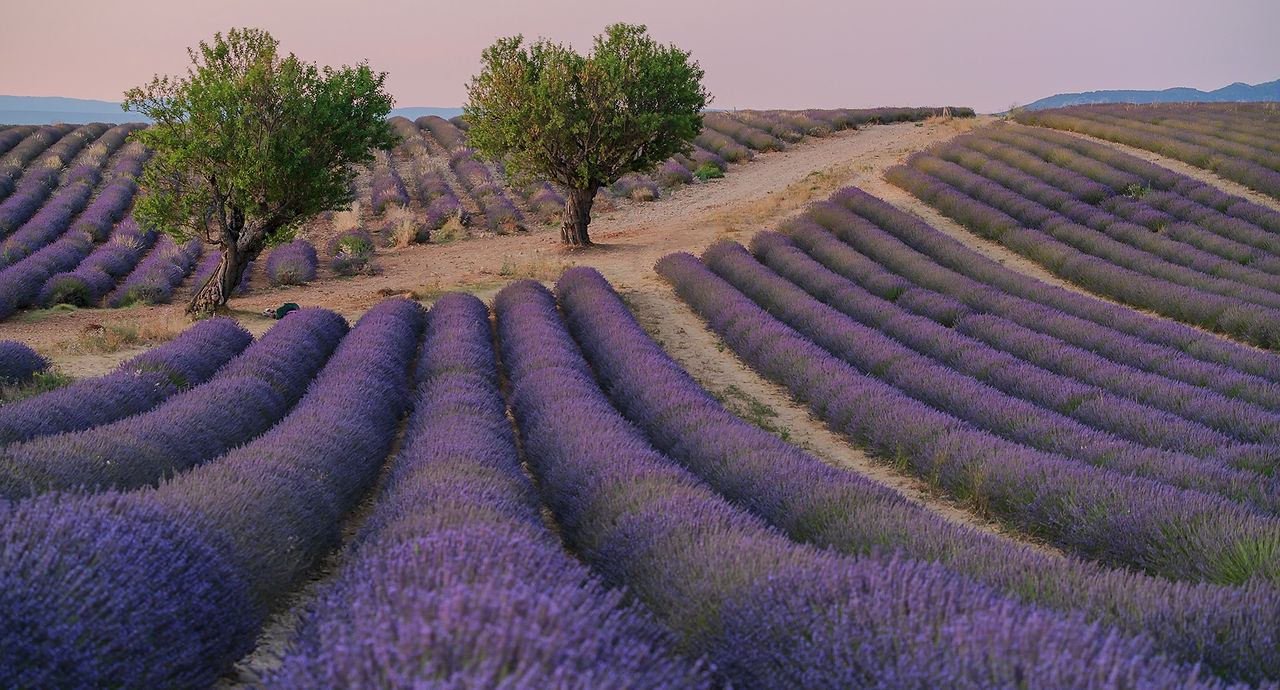 ทัวร์ฝรั่งเศสตอนใต้ Lavender by Mitty Motto