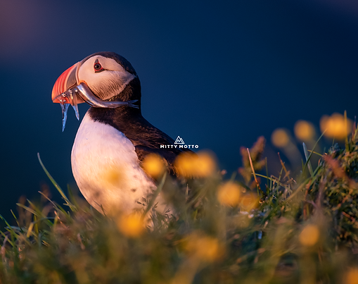 Atlantic Puffin