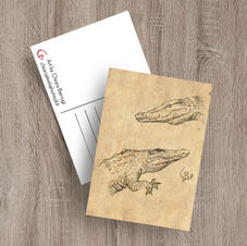 3 x Crocodile Study postcard grafite illustration