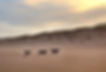 two black labradors and a flat coat retriever running along the beach in Northumberland, sand dunes in the background.