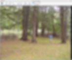 scenicforest