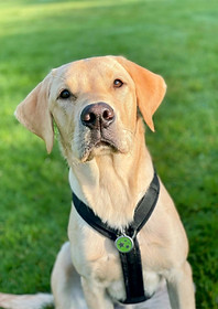 Dog Training In Surrey