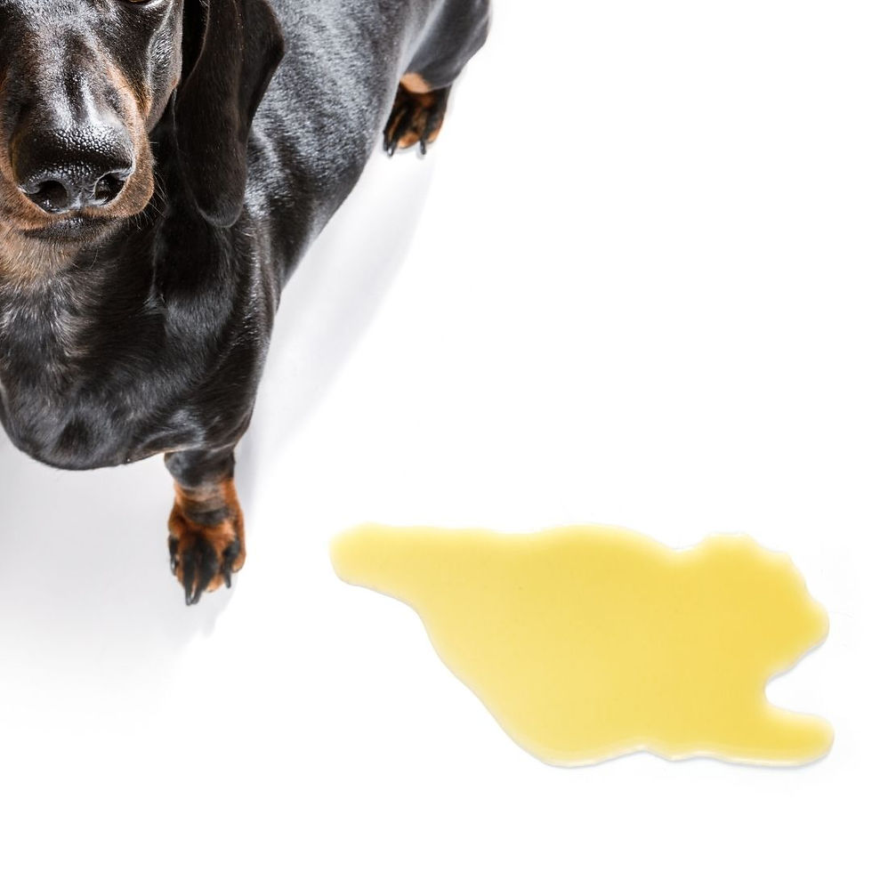 Dachshund puppy and puppy pee