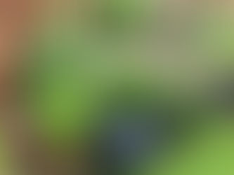 Essential Gardening Tasks to Tackle This Month