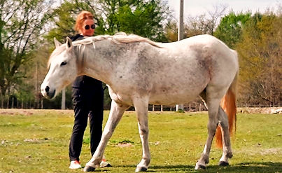 coaching-avec-les-chevaux-occitanie_edited.jpg
