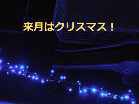 イルミネーションの飾り付けをしました。