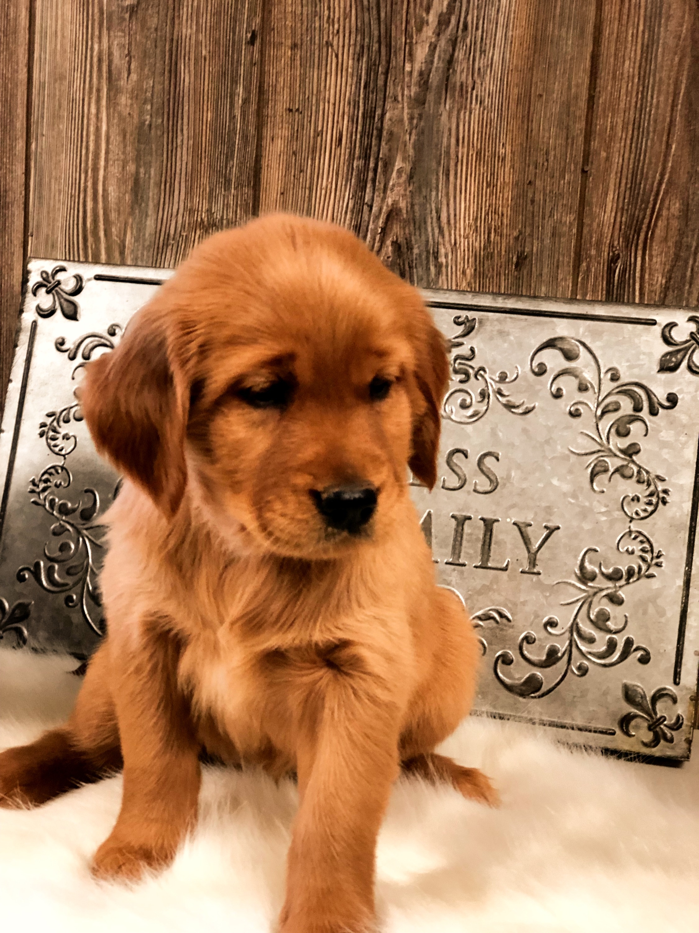golden meadow farm/copperbottom kennels golden meadow farm/copperbottom kennels