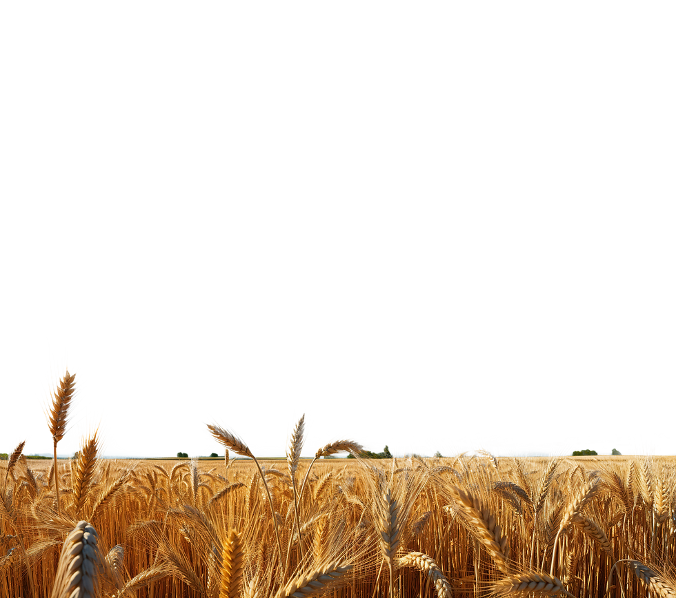 القمح - بدون خلفية.png