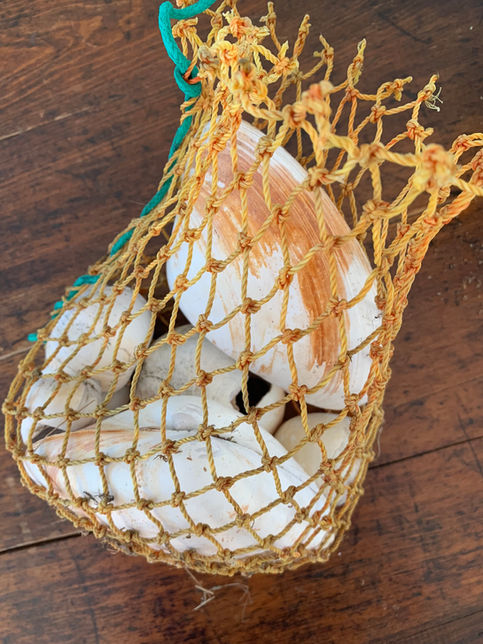 Found shells