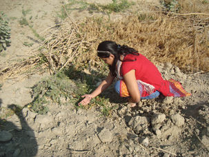 Dark Side of Greener Kutch – Goya Journal