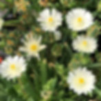 DELOSPERMA