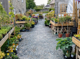 Purple Trees Garden Nursery in Ystrad Meurig, Plants on Staging and in Pots