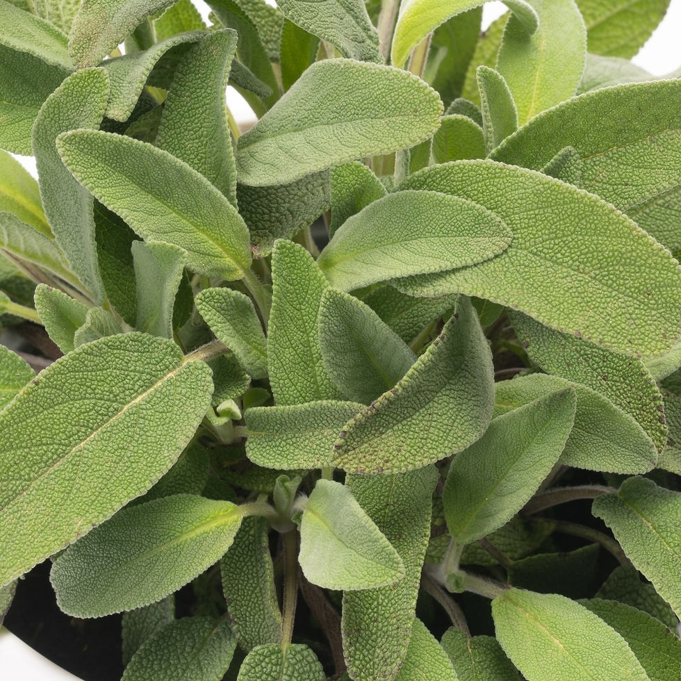 SAGE