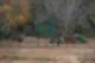 Deer 4.webp