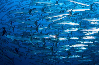 Pack of Barracudas