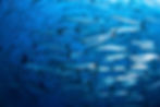 Pack of Barracudas