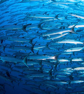 Pack of Barracudas