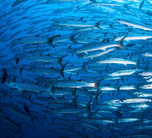 Pack of Barracudas