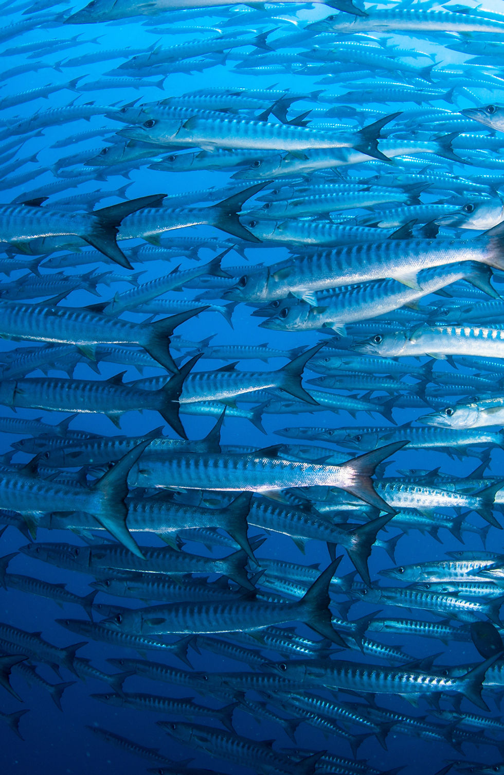 Pack of Barracudas