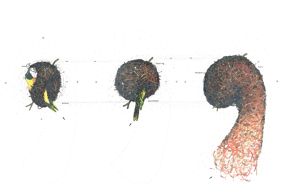 African Weaver Bird Nest