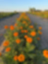 marigoldrows.jpg